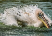 Pelikan chlapie wodą w jeziorze, prezentując